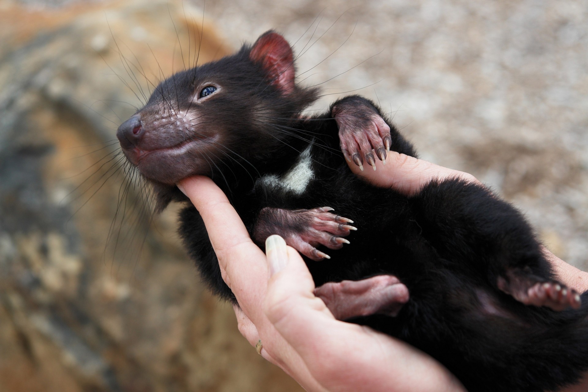 diable de tasmanie animaux mains