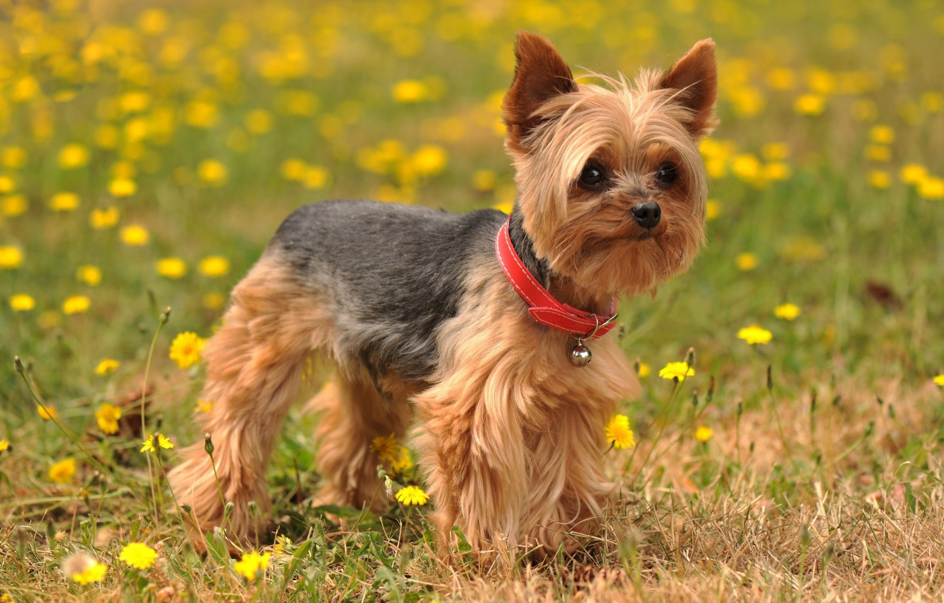 pies yorkshire terrier kwiaty