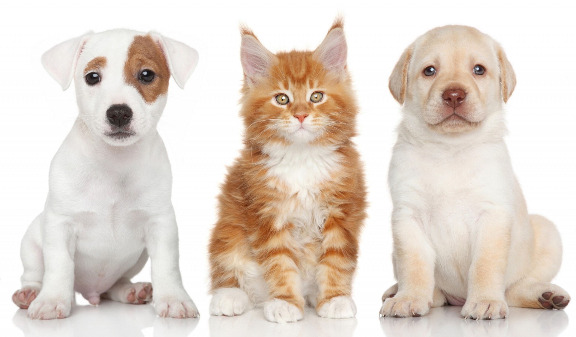 cat puppies labrador retriever dogs maine coon