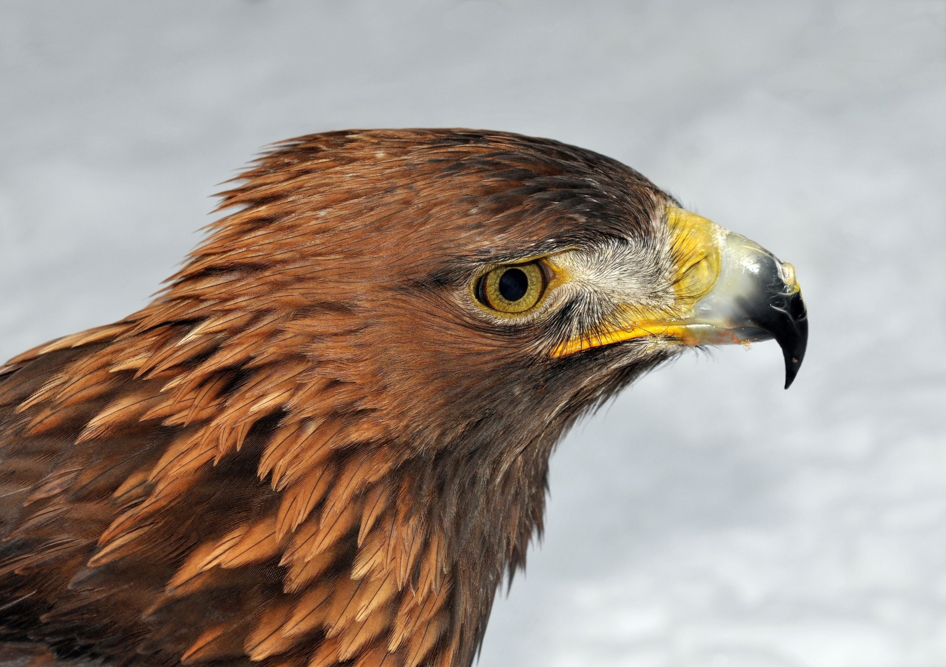 bec aigle royal tête prédateur oiseaux