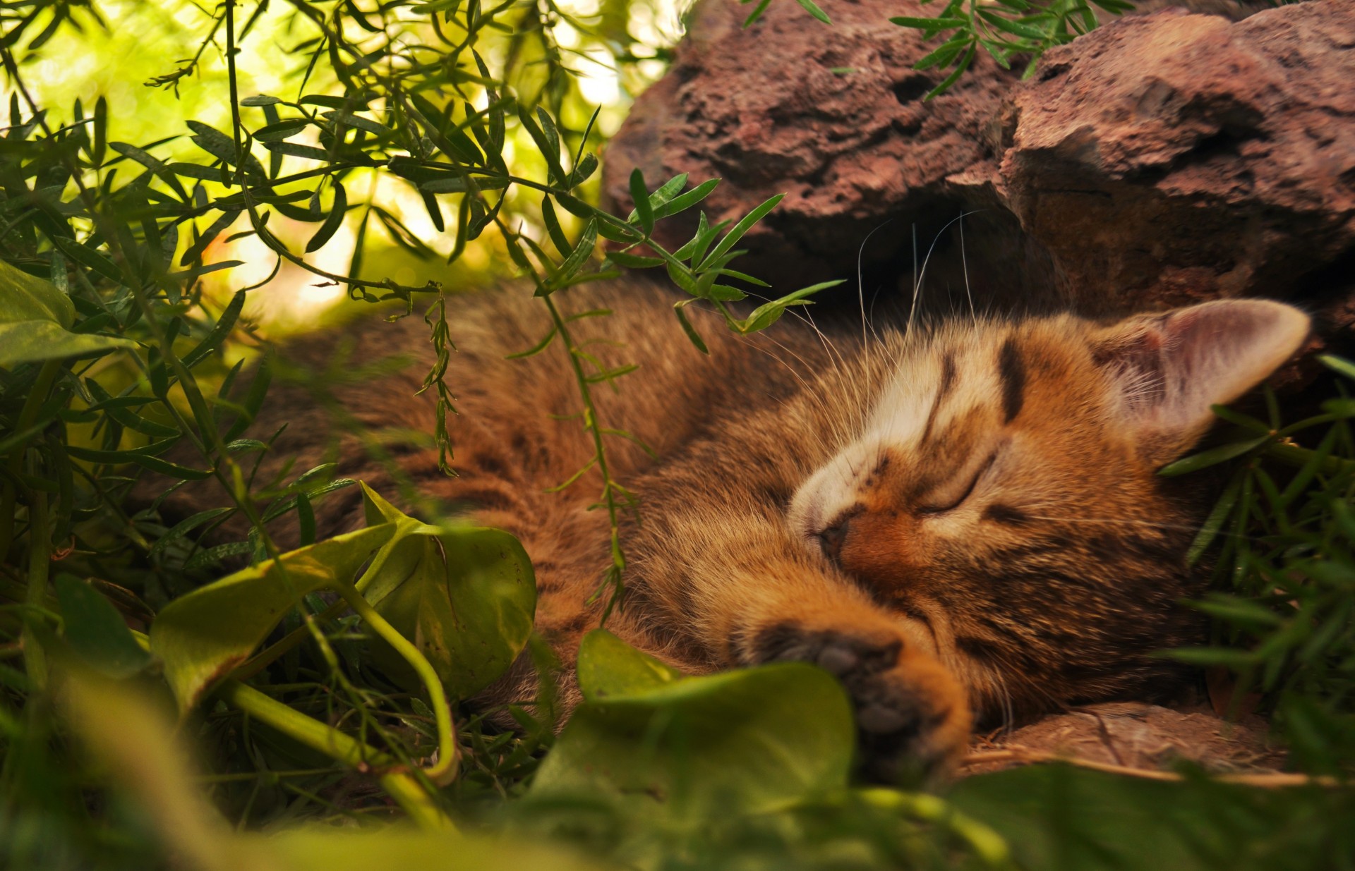 gatto sdraiato rosso addormentato