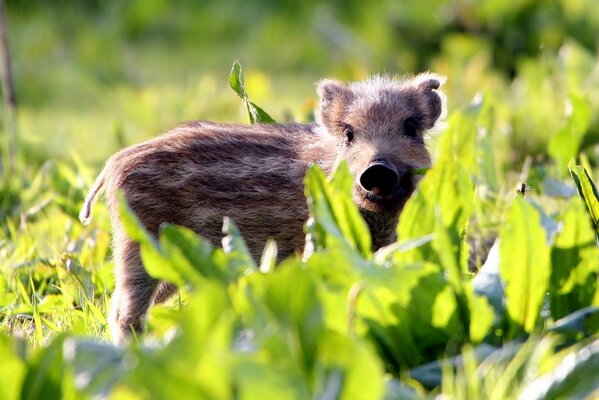 Petit sanglier en été sur l herbe