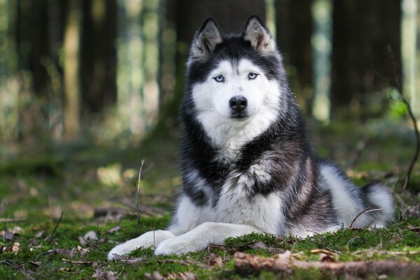 Husky giace in una radura tra gli alberi