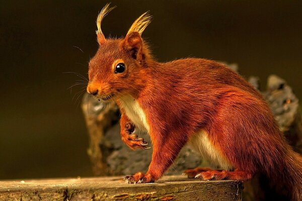 Roter Chipmunk auf Schaumstoff