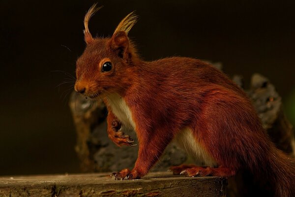 Redhead Wald Eichhörnchen sitzt