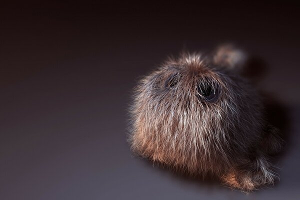 A small furry animal on a gray background