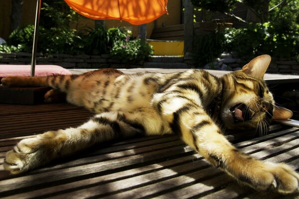 Gato rayado yace al sol