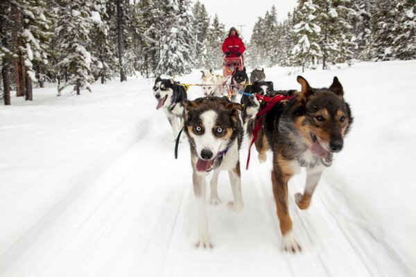 Los perros corren en el carro en invierno