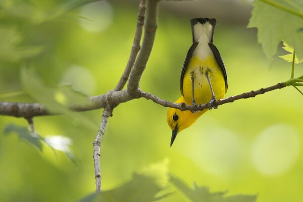 Pájaro en el bosque en una rama