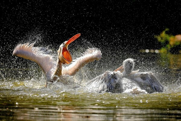 Aves pelícanos en bañarse en el agua