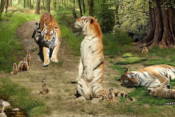 There are a lot of tigers in the picture