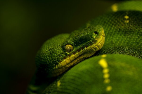 Serpiente verde acecha a la espera de la presa