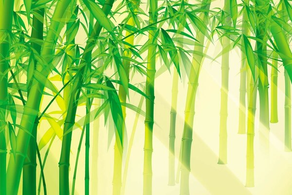 Image of bamboo in sunlight