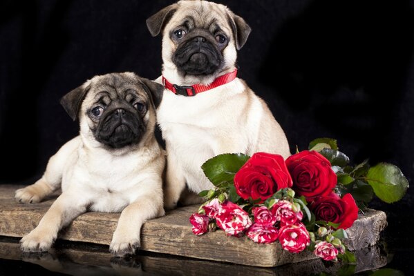 Carlins mignons se trouvent avec des roses