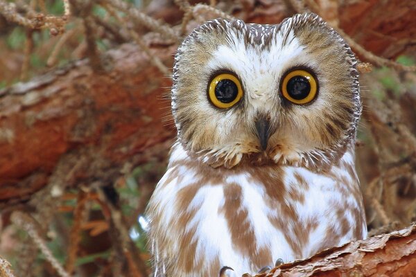 Funny owl looks surprised