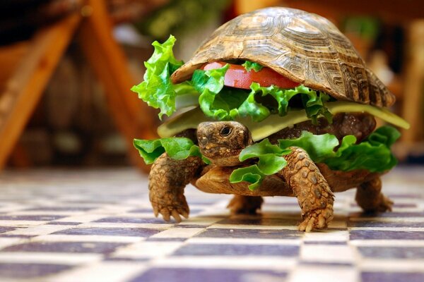 De la tortue a fait un petit pain