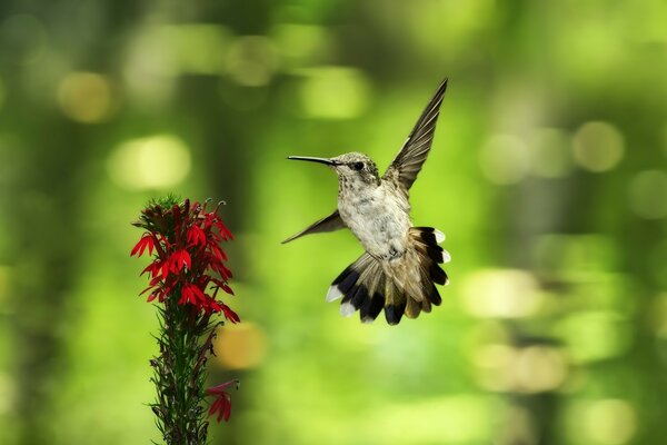 Un colibrí vuela a una planta con flores rojas