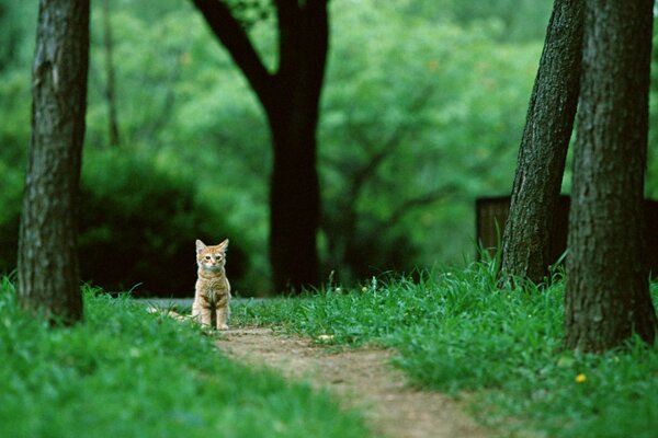 A red-haired cat is sitting on a path among the trees