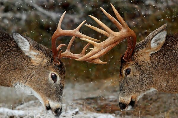 Combat de deux cerfs à cornes