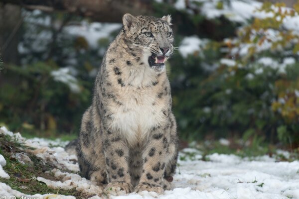 Leopardo selvaggio seduto sulla neve