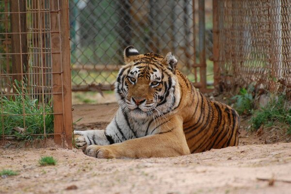 Il predatore rosso giace in una voliera