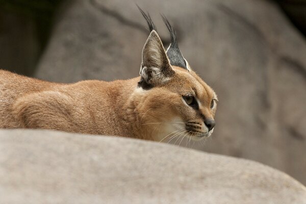 Steppe lynx hunts an animal