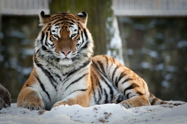 Gran gato tigre yace en invierno en la nieve