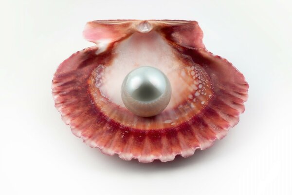 Minimalistic image of a shell with pearls