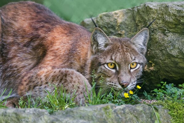 Wild cat lynx in the forest on rocks with flowers