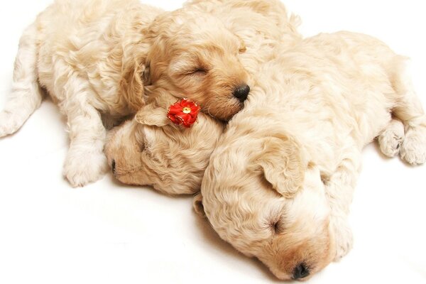 Little puppies sleep in an embrace