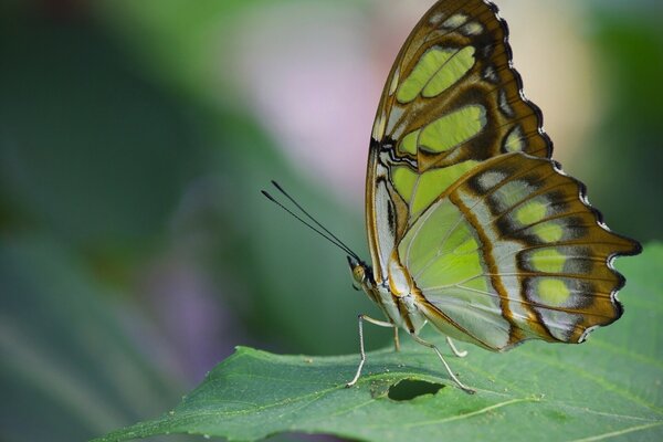 Papillon assis sur une feuille verte