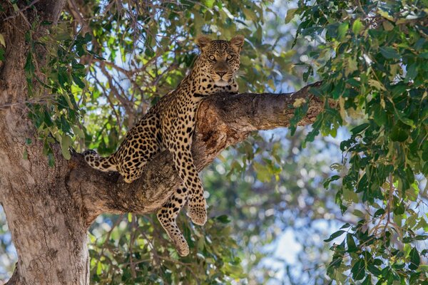 Eine Wildkatze ruht auf einem Baum