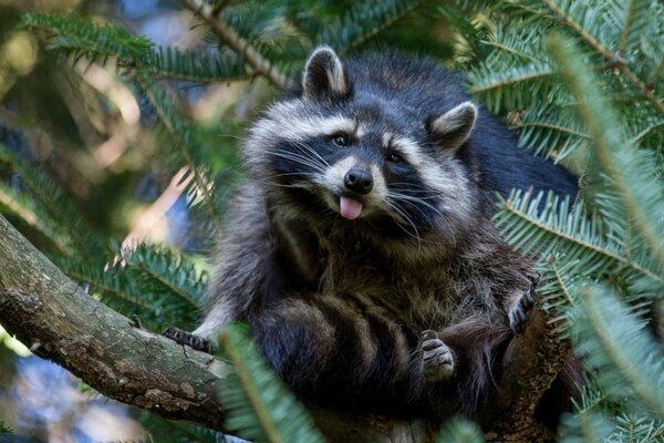 Mapache sentado en un árbol muestra la lengua