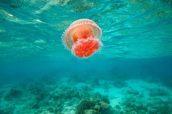 Jellyfish swims in the blue sea