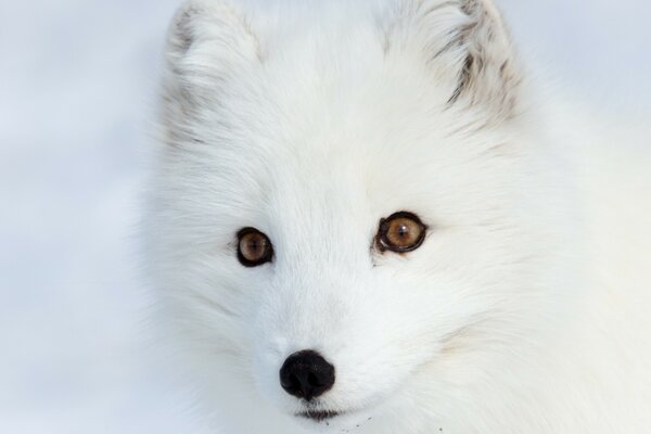 Ein Fuchs mit braunen Augen schaut in die Kamera