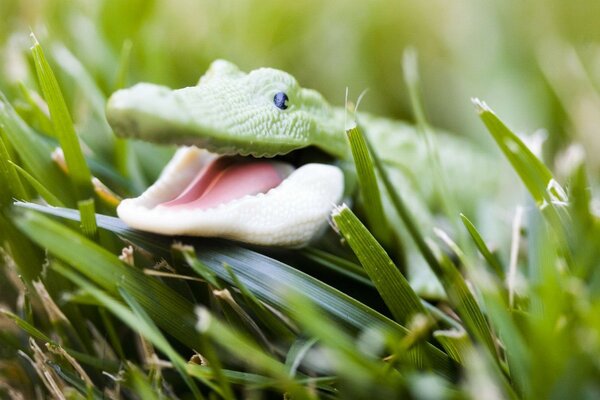 En la hierba verde se sienta un cocodrilo de juguete