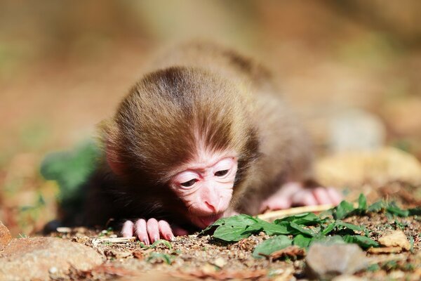 Petit macaque regarde la feuille