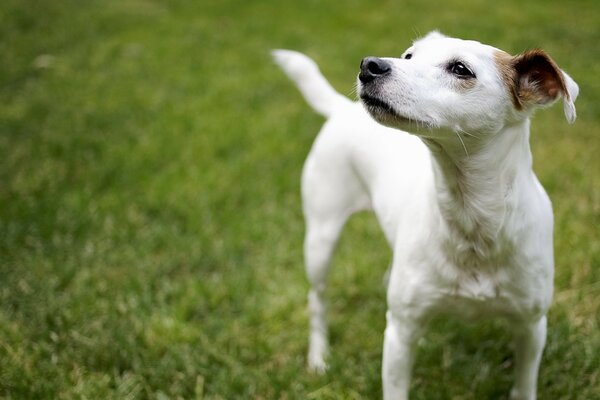 Cute little dog went for a walk