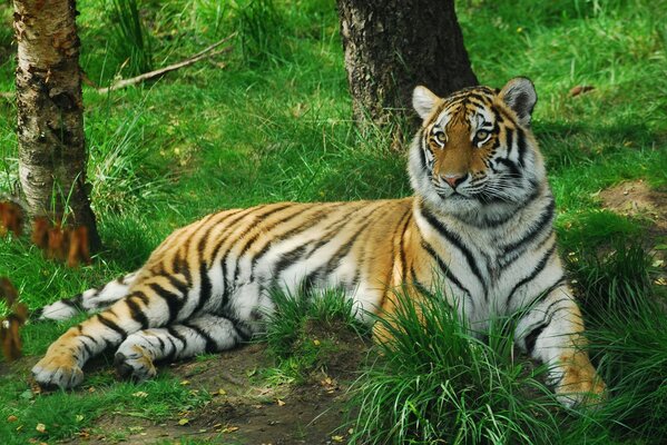 Tigre yace en el bosque verde