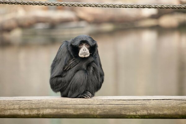 The monkey is sitting on a wooden beam