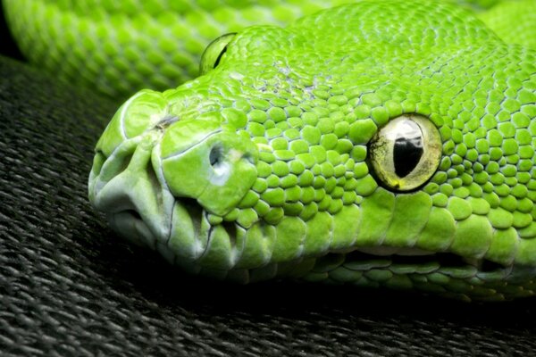 Serpent vert aux yeux verts