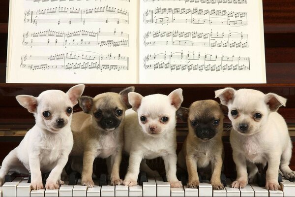 Puppies sit on the piano with notes