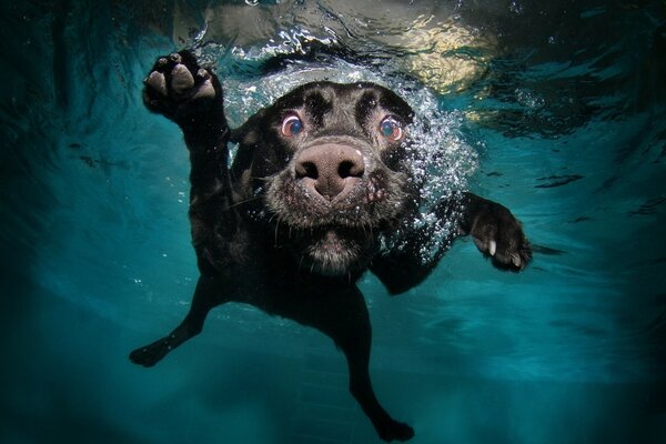 Perro flotante con burbujas de agua