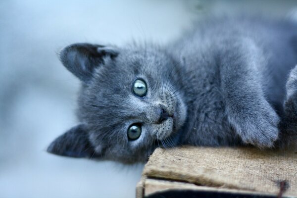 A gray cat with gray eyes lies