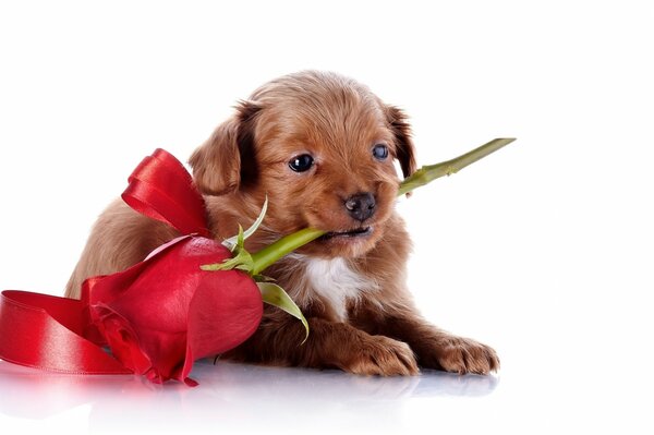 Cachorro con rosa en los dientes, atado con una cinta