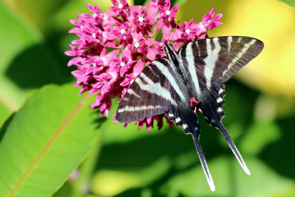 Hermosa flor de primavera con mariposa