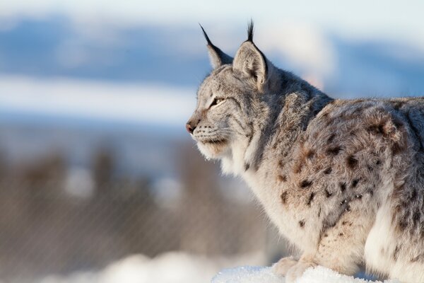 Gato salvaje, ras en la nieve