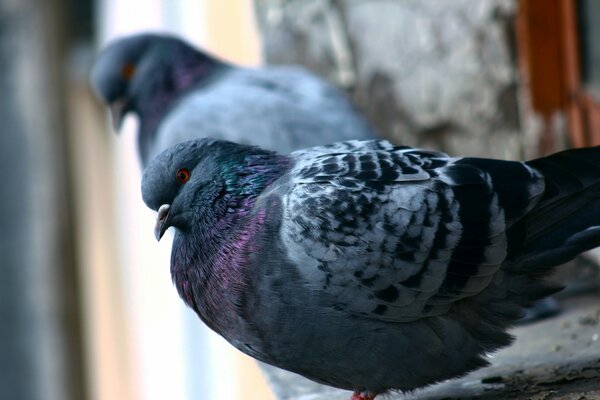 Deux pigeons urbains assis