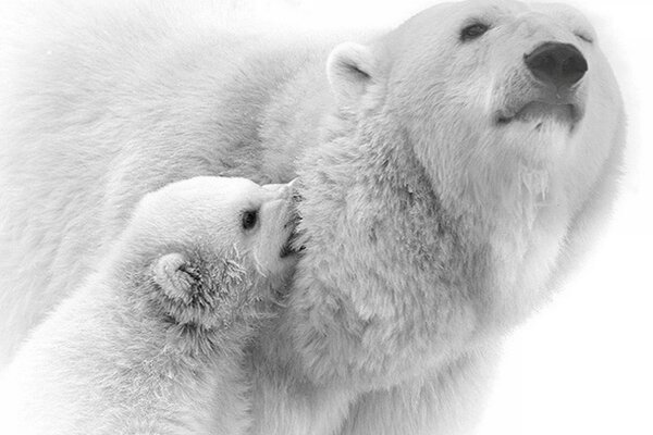 Orso polare su sfondo bianco