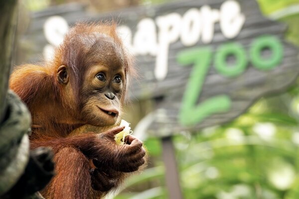 Scimmia che mangia una banana allo zoo